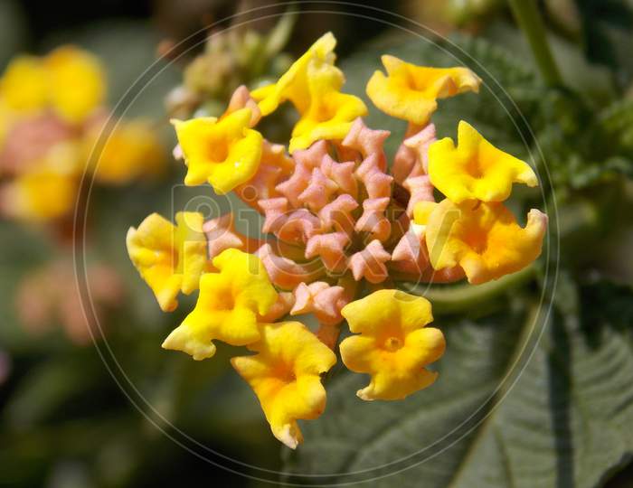 Beautiful closeup wildflower Lantana flowering plant