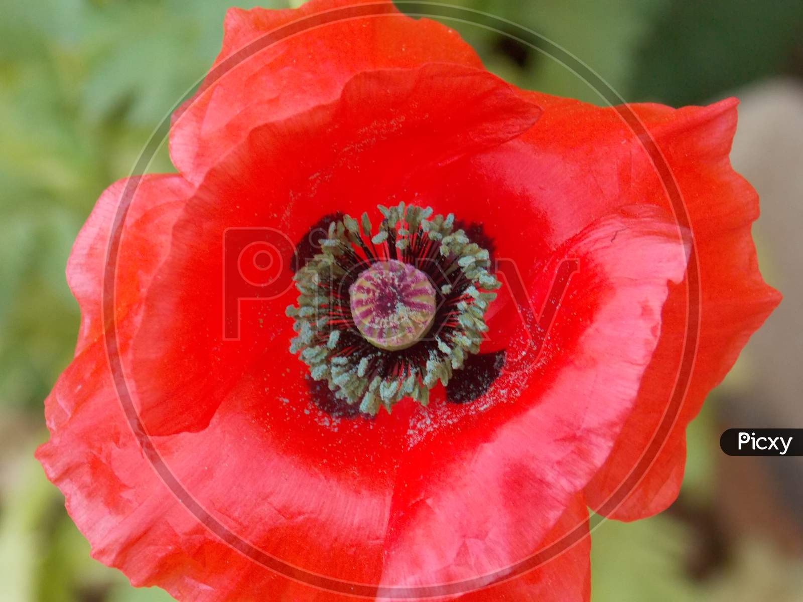 Red close up Oriental poppy flowering plant
