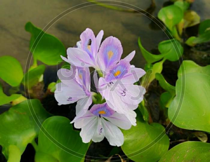Beutiful water Hyacinth flower in the river.