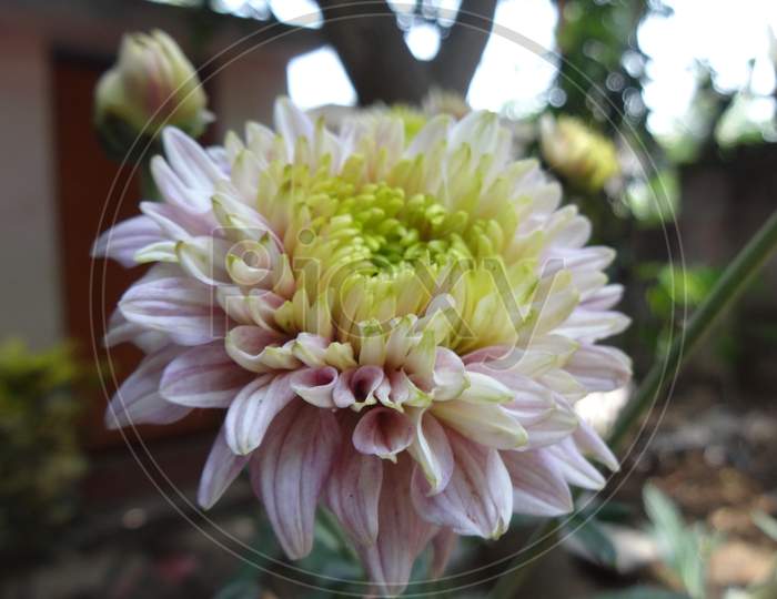 Indian chandramallika flowering plant photography
