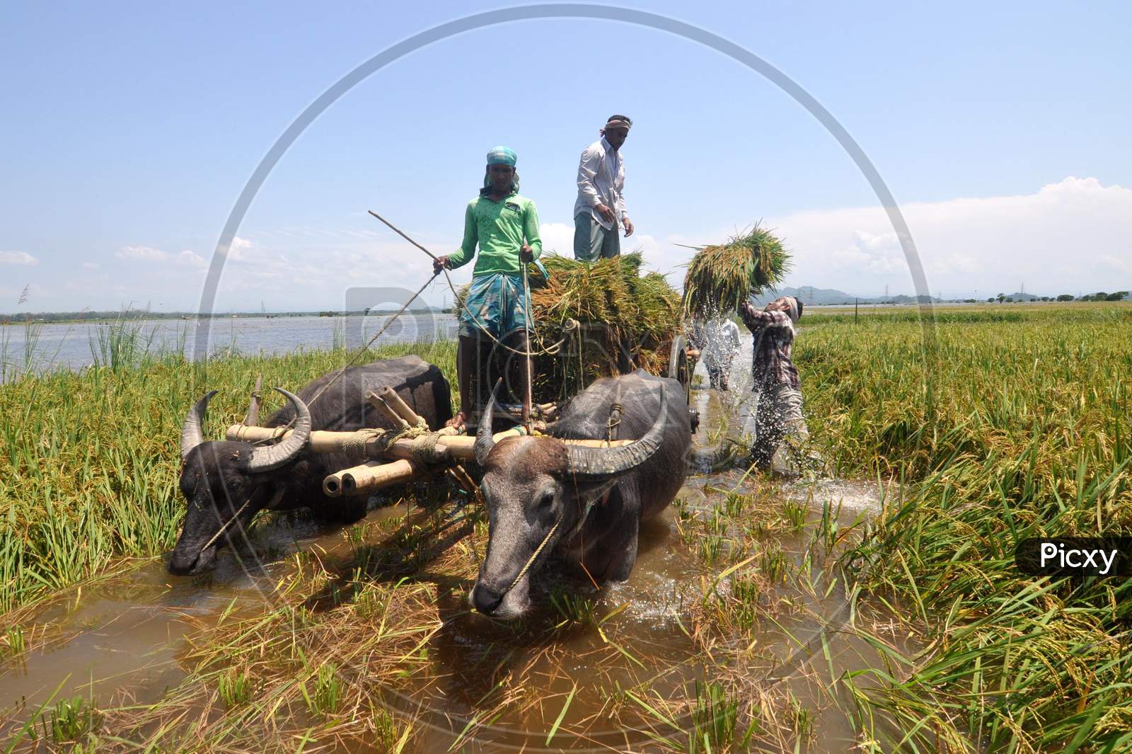 Farmers Load Paddy On A Buffalo-Cart In A Flood Affected Field In Morigaon District Of Assam, Thursday, May 28, 2020.