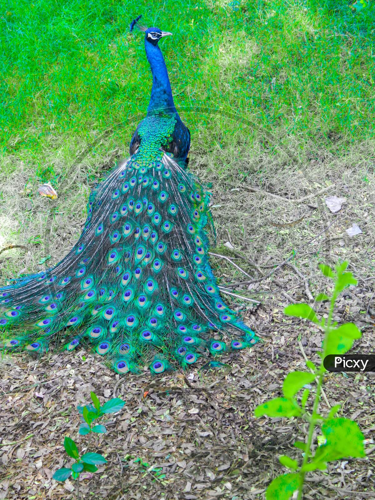 Indian Peacock Dancing In National Park India Stock Photos