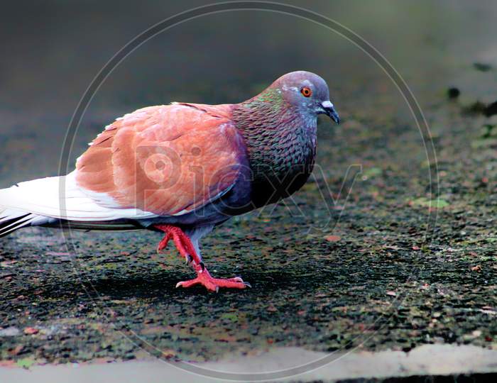 A pigeon is standing in a wall .