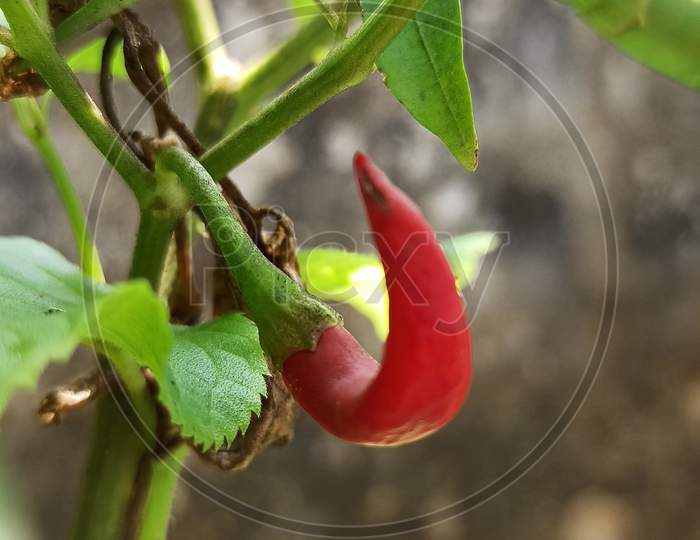Red chilli hanging on the tree