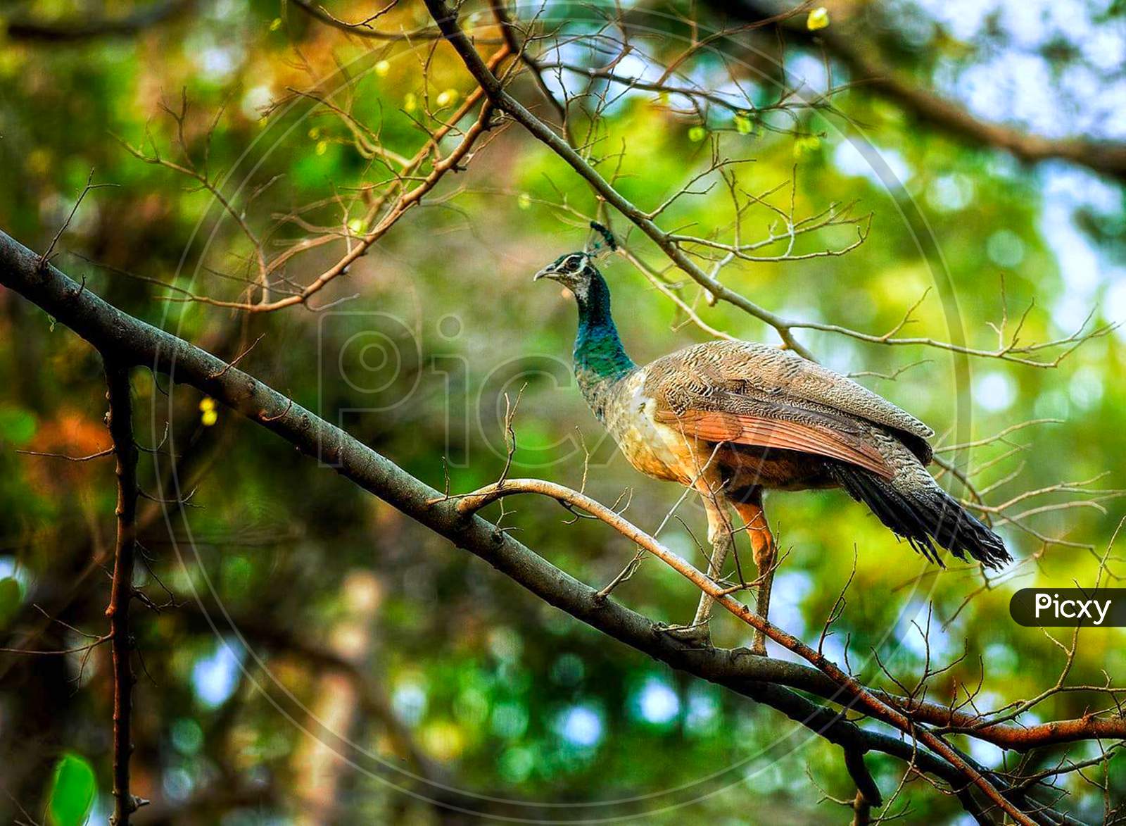 Peacock Sitting On Tree Branch