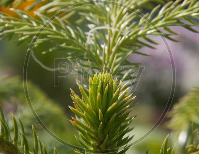 Beautiful close up Canadian fir oregon pine tree plant