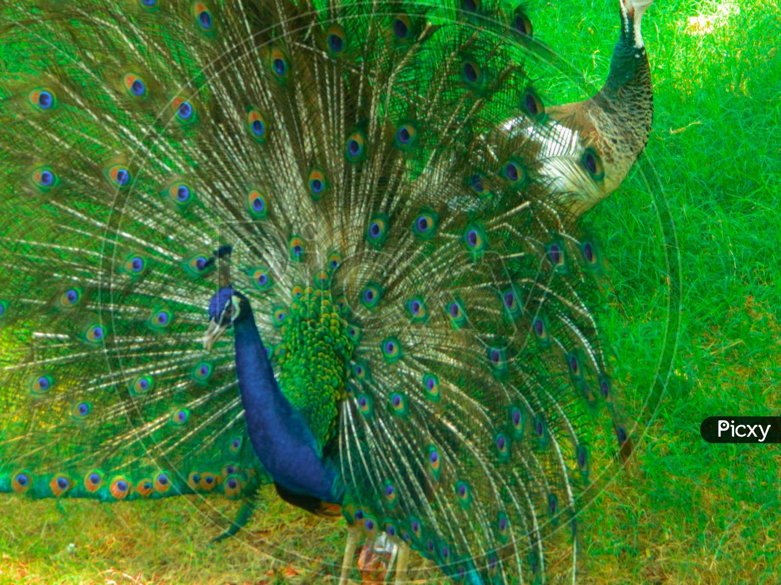 Indian Peacock Dancing In National Park India Stock Photos Images