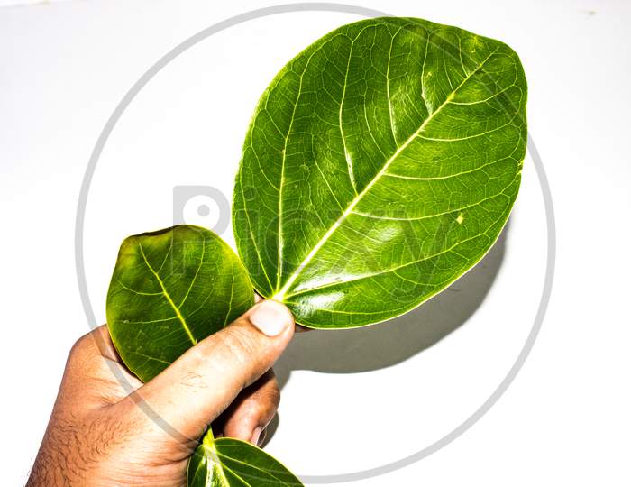 A picture of big leafs