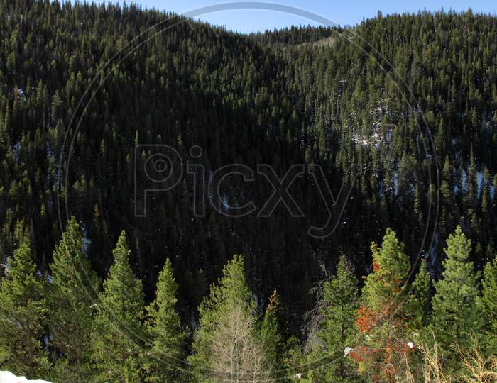 Colorado Trees
