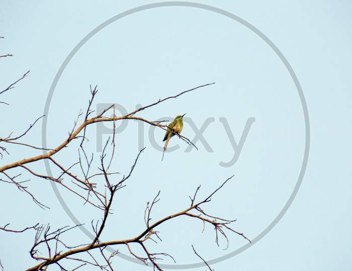 Beautiful twig perching bird on the tree