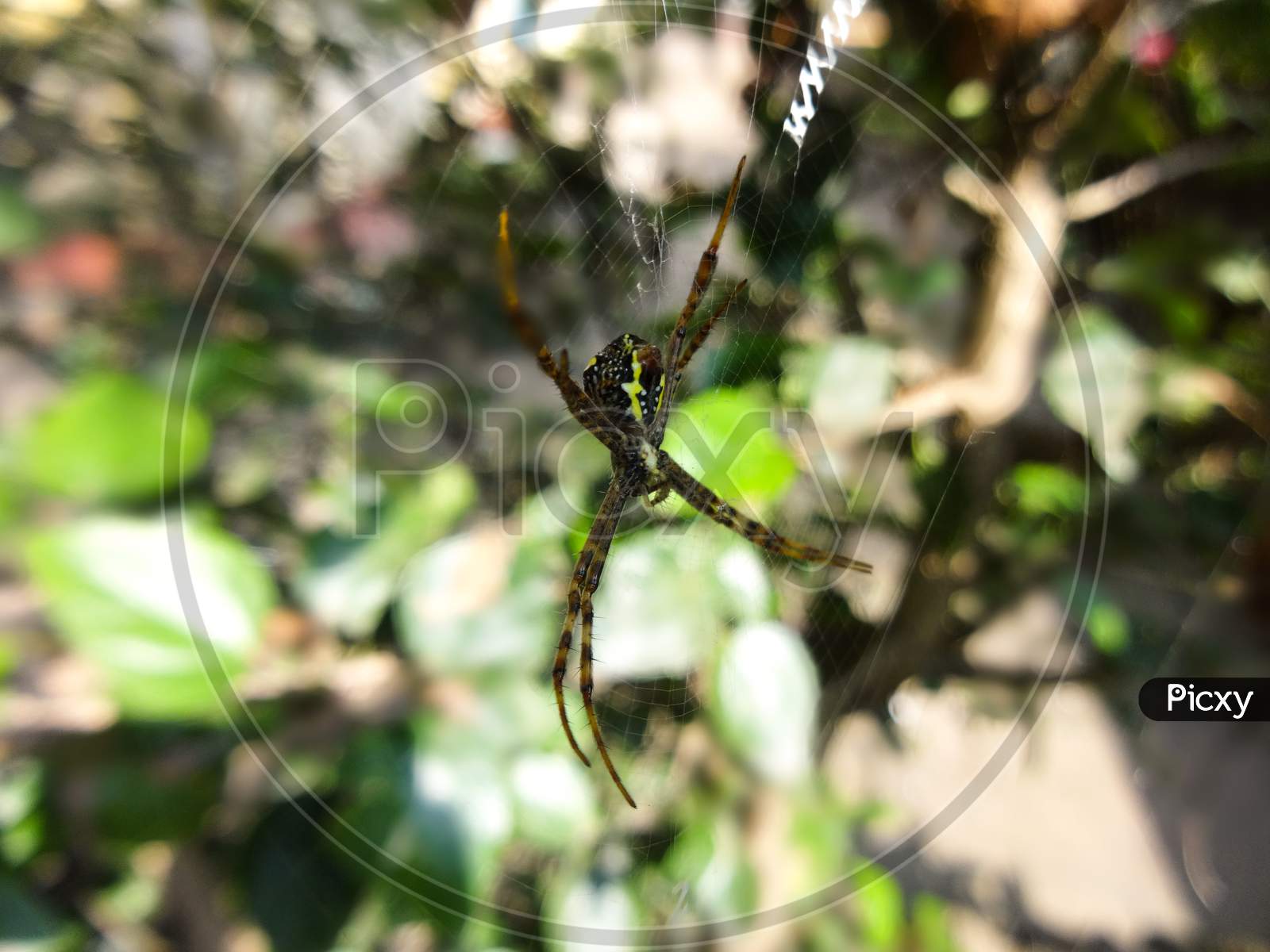 A beautiful wild insect spider on a spider web closeup Photography