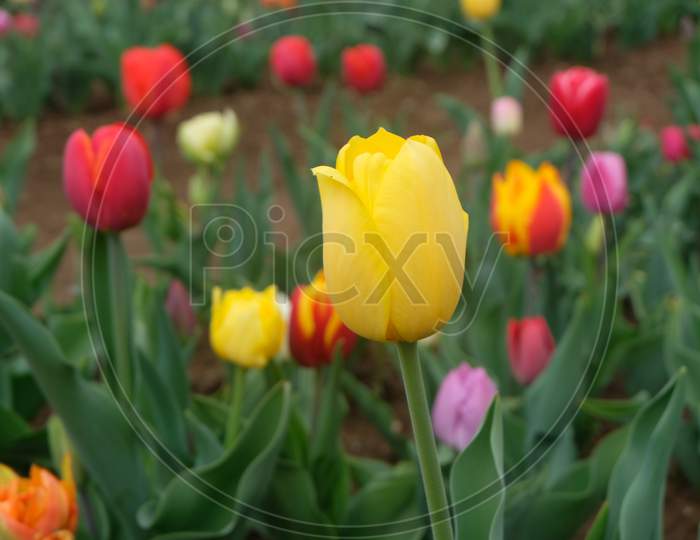 Colorful Tulip flower buds about to bloom.