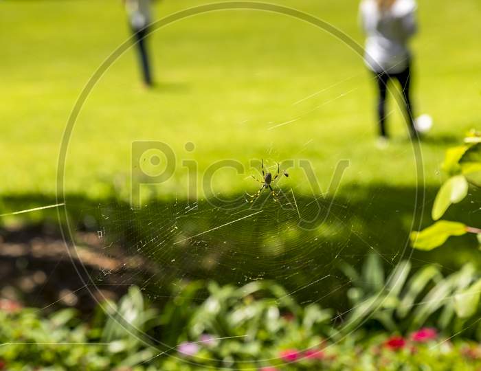 A spider in the Royal Botanic Garden of Sydney, New South Wales in Australia park not far away of the opera house as life went back after the bush fires.
