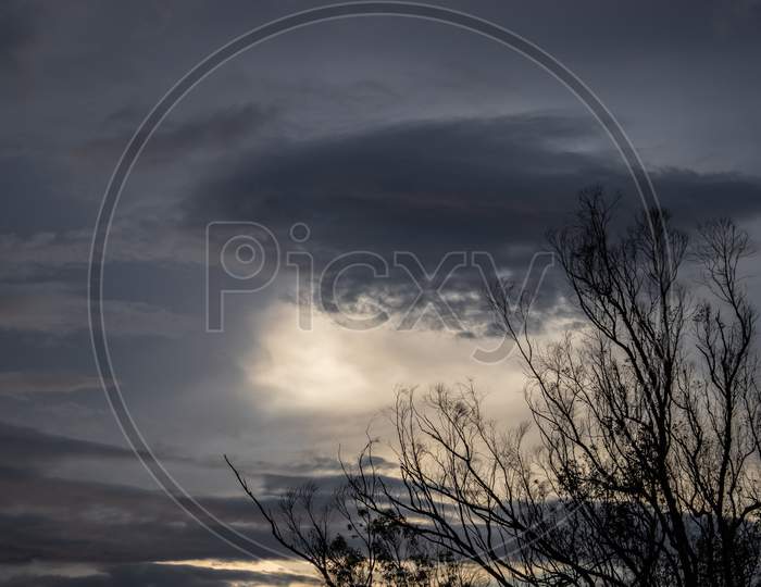 Tree Timbers In Moody Sky Background