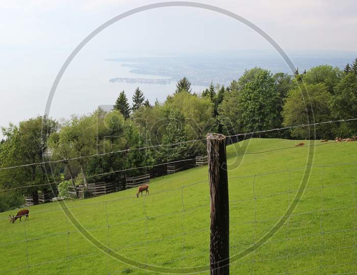 Alpine Wildlife Park Animals In The Meadow And The View Of Lake Constance In Bregenz