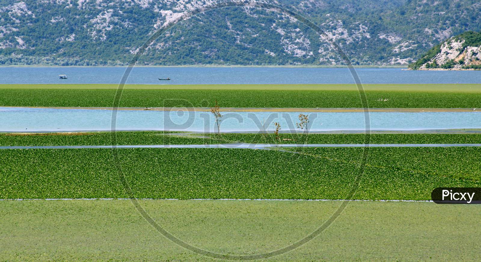 Quiet Skadar Lake In Summer, In Montenegro