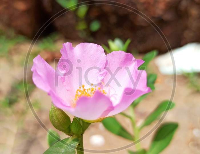 Moss Rose mix grandiflora seeds pink colour flower
