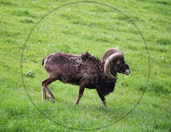 Alpine Capricorn Antler Aries Running With Horns