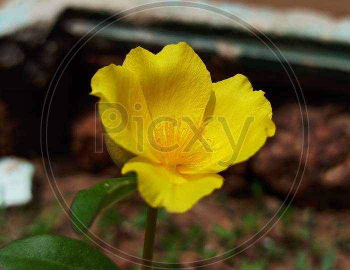 Moss Rose mix grandiflora seeds yellow colour flower