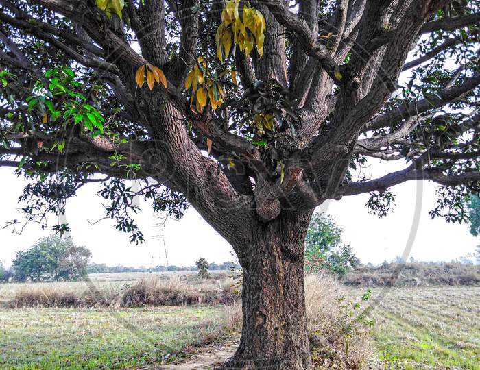 Mango Tree taxture