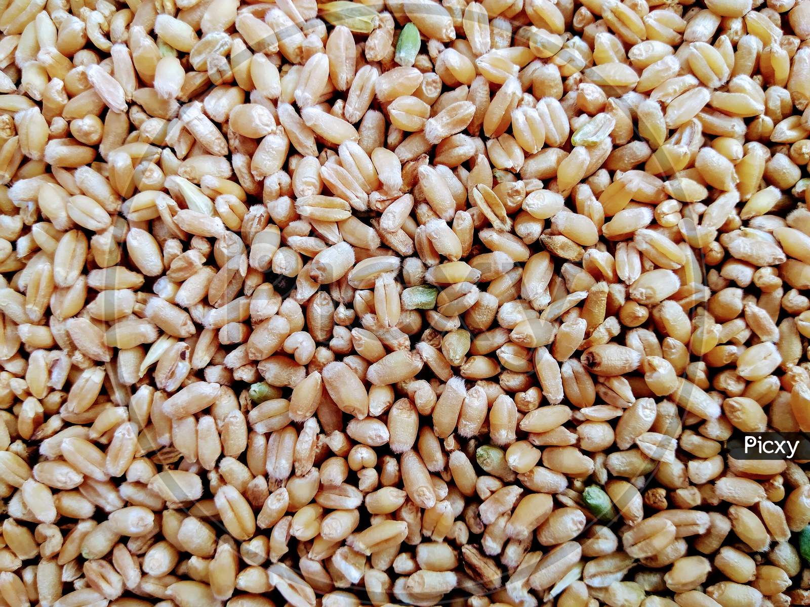 Seeds wheat