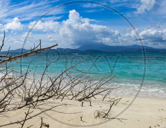 Tree Branches On A Beach In Puerto Rico