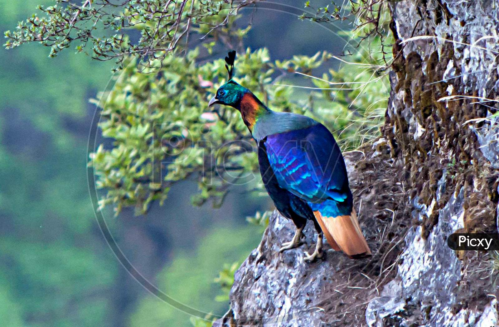 A Monal Is A Bird Of Genus Lophophorus Of The Pheasant Family, Phasianidae