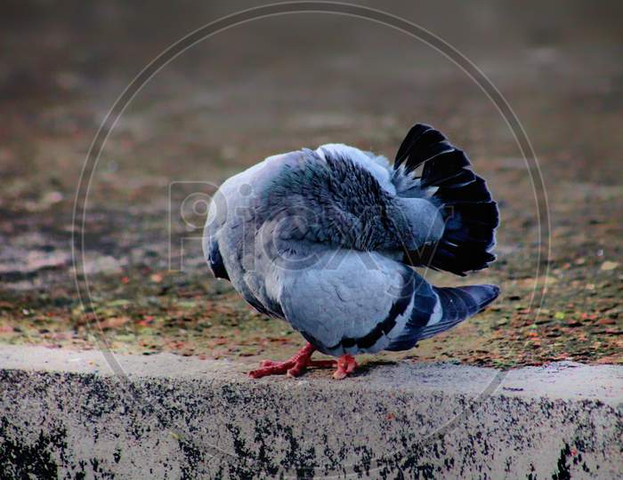 There is a gray pigeon standing
