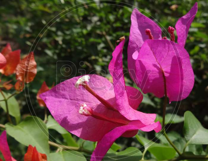 Pink morning glory Petal sweet peas flowering plant