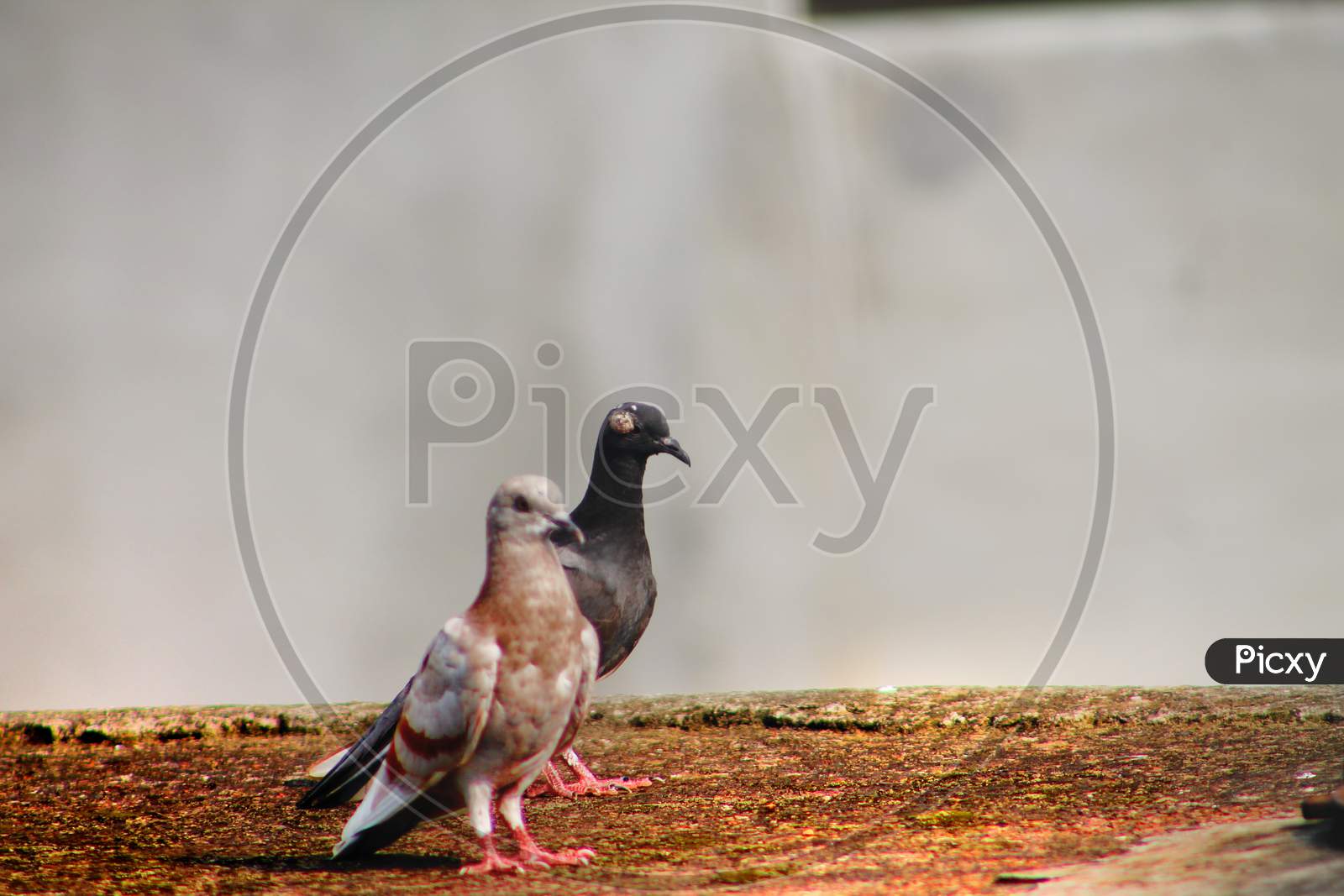 two pigeon is standing in a wall .