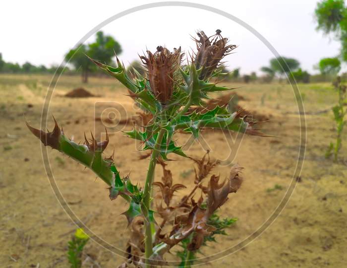 A Thorny Indian Grass Or Weed Plant In Desert Area
