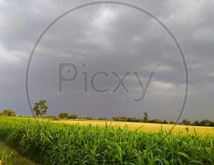 Tree on the green spring meadow and darkblue skies background, Agricultural cereal crop, Beautiful nature in india. Leaf.