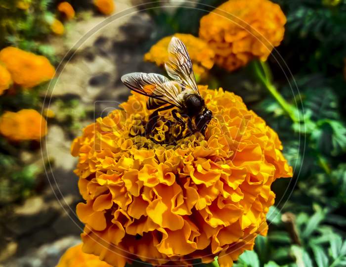 Marigold Attract Pollinator , A Honey Bee On A Marigold