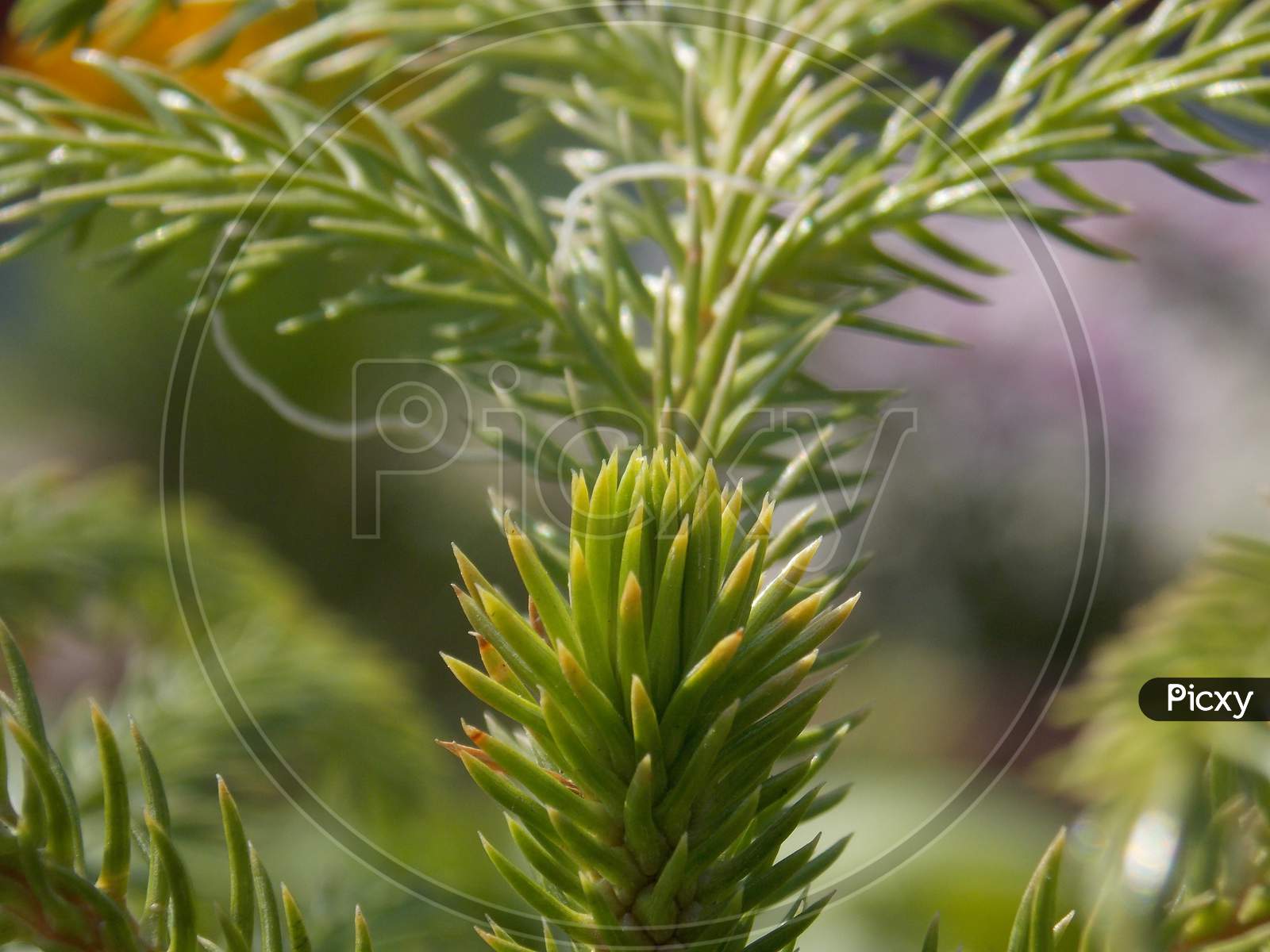 Beautiful close up Canadian fir oregon pine tree plant