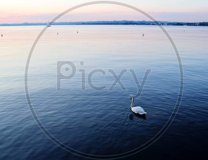 Beautiful Sunset At The Lake With A Swan