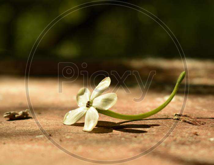 white flower on soil