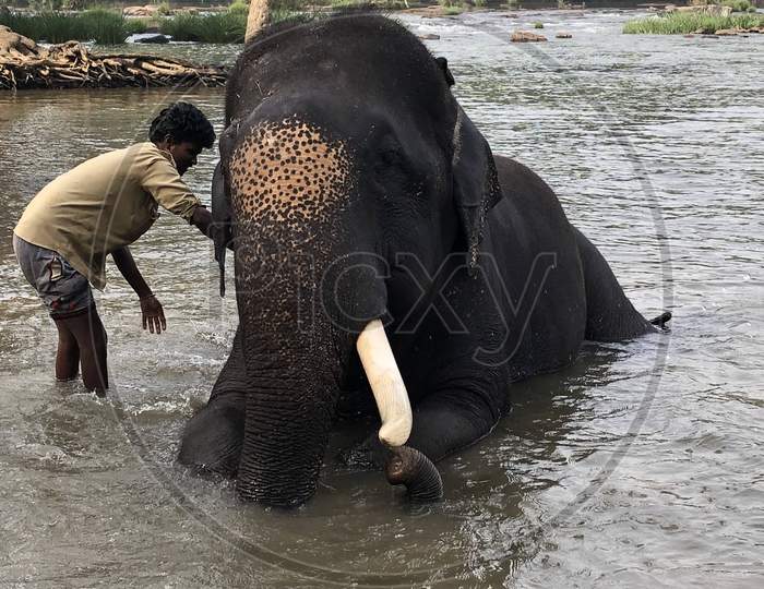 Mahout Bathing An Elephant - Dubare Elephant Camp