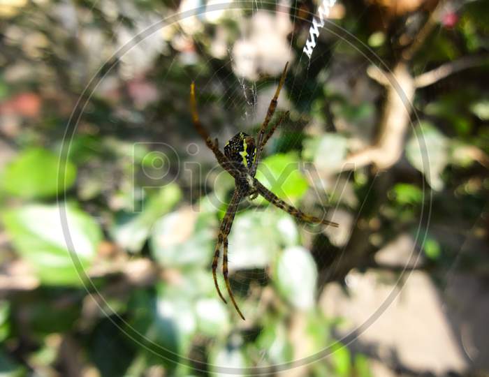 A spider in the spider web closeup macro photography