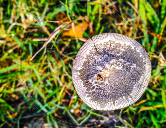A beautiful mushroom image. Green background