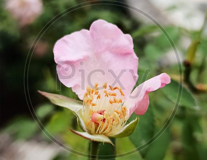 It is a pink rose color flower with its seeds