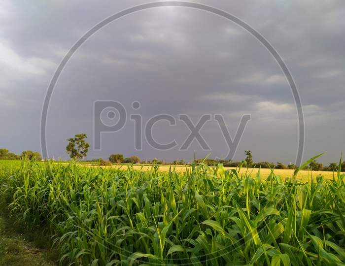 Tree on the green spring meadow and darkblue skies background, Agricultural cereal crop, Beautiful nature in india. Leaf.