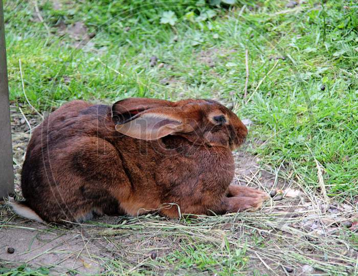 Beautiful Alpine Wild Rabbit In Grass
