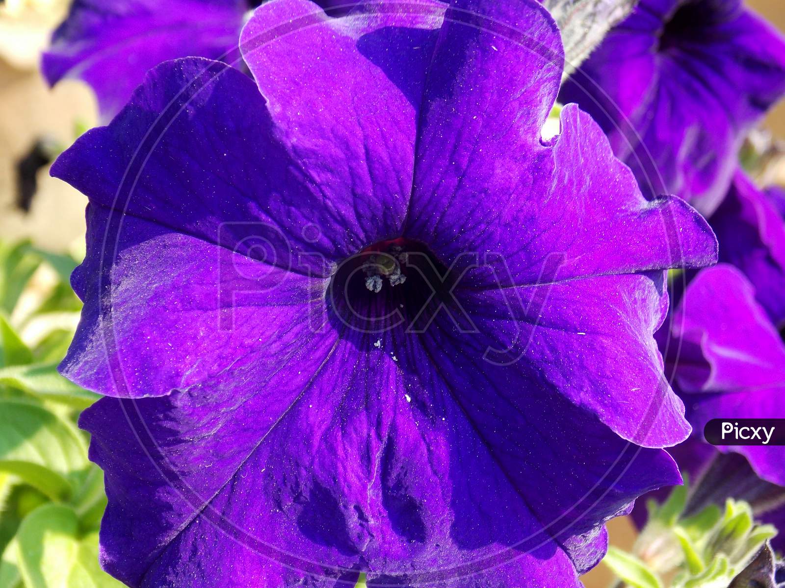 Purple violet petunia morning glory flowering plant