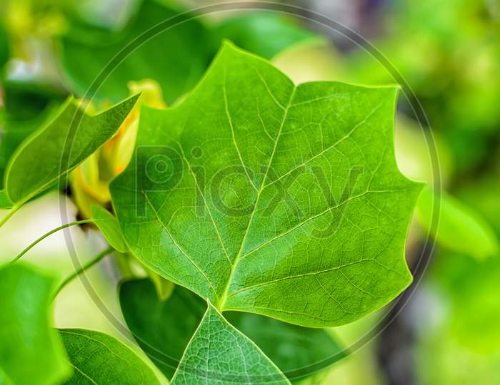 Tulip Tree Leaf