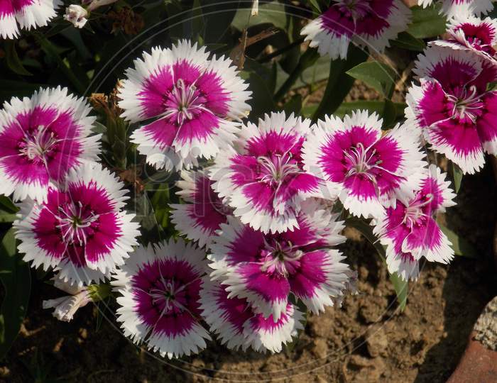 Pink family sweet William annual plant garden flower