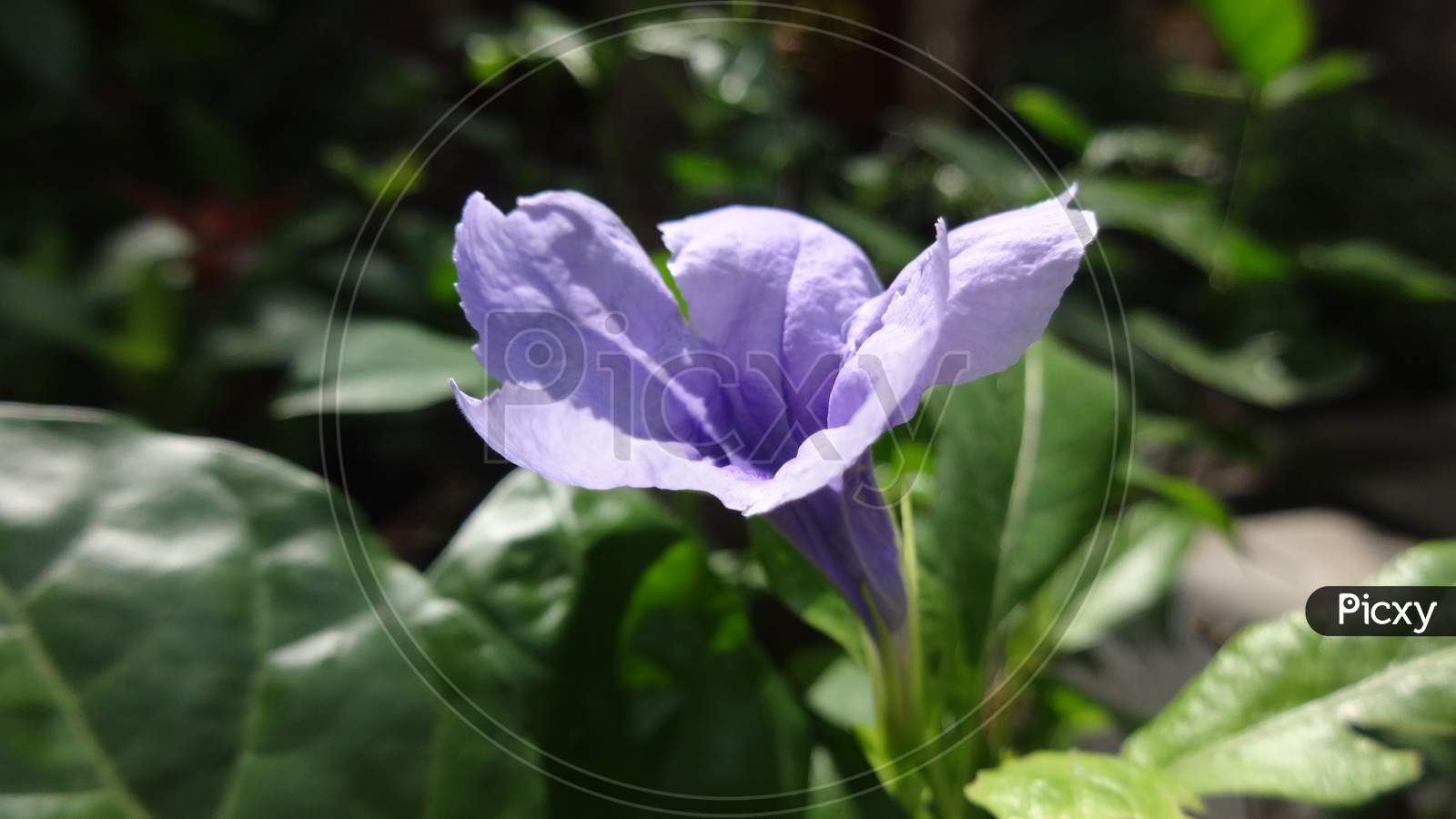 Purple violet bellflower family morning glory flowering plant