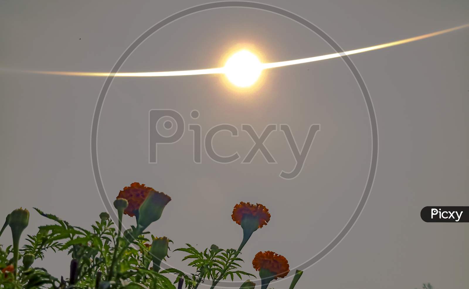 Sun In Ring Shaped And Marigold Flowers In Bottom Of The Picture