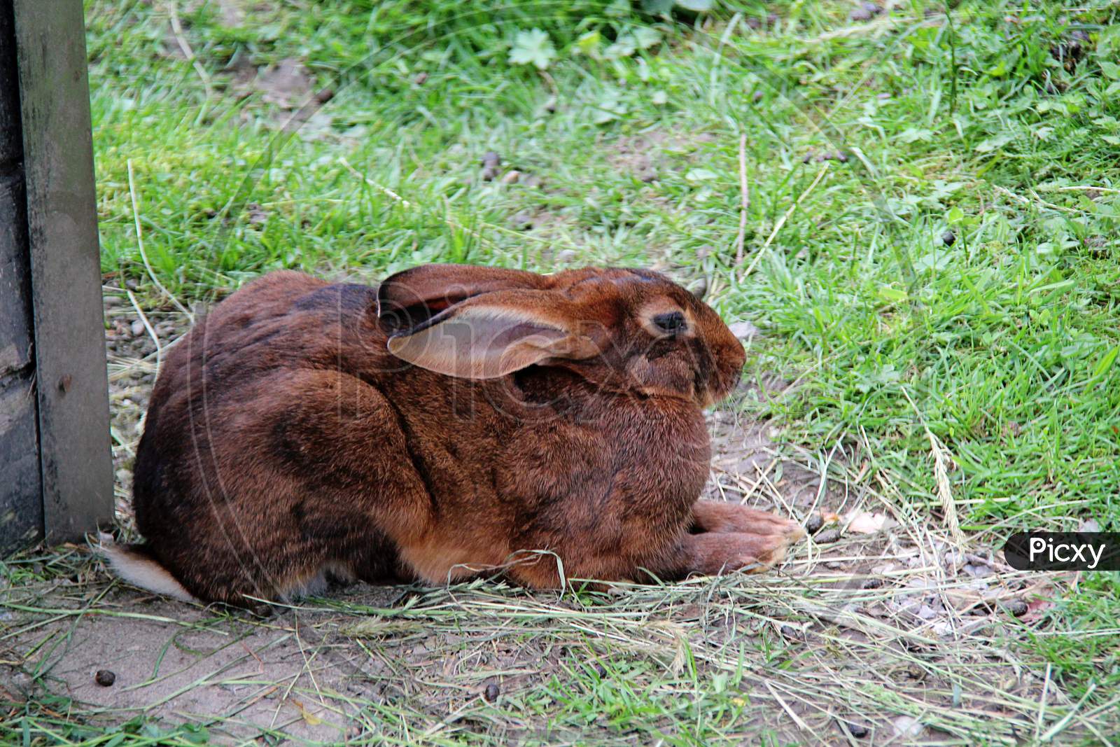 Beautiful Alpine Wild Rabbit In Grass