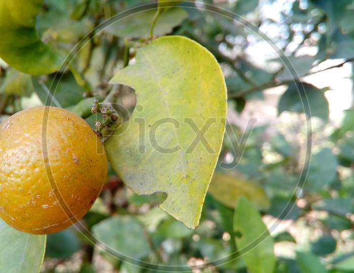 Citrus closeup orange fruit tree plant