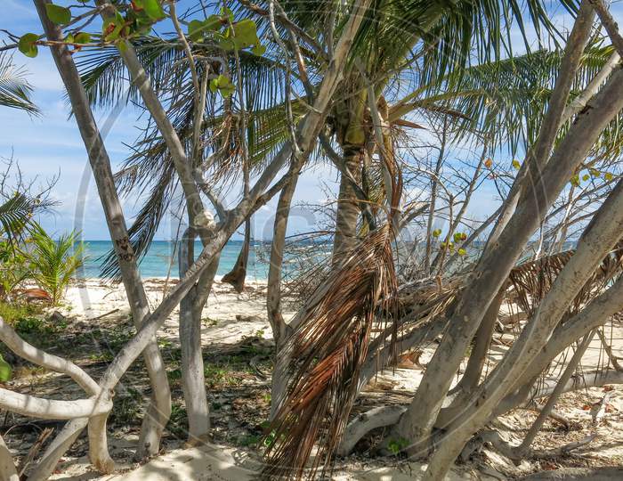 Tropical Trees On The Beaches Of Puerto Rico